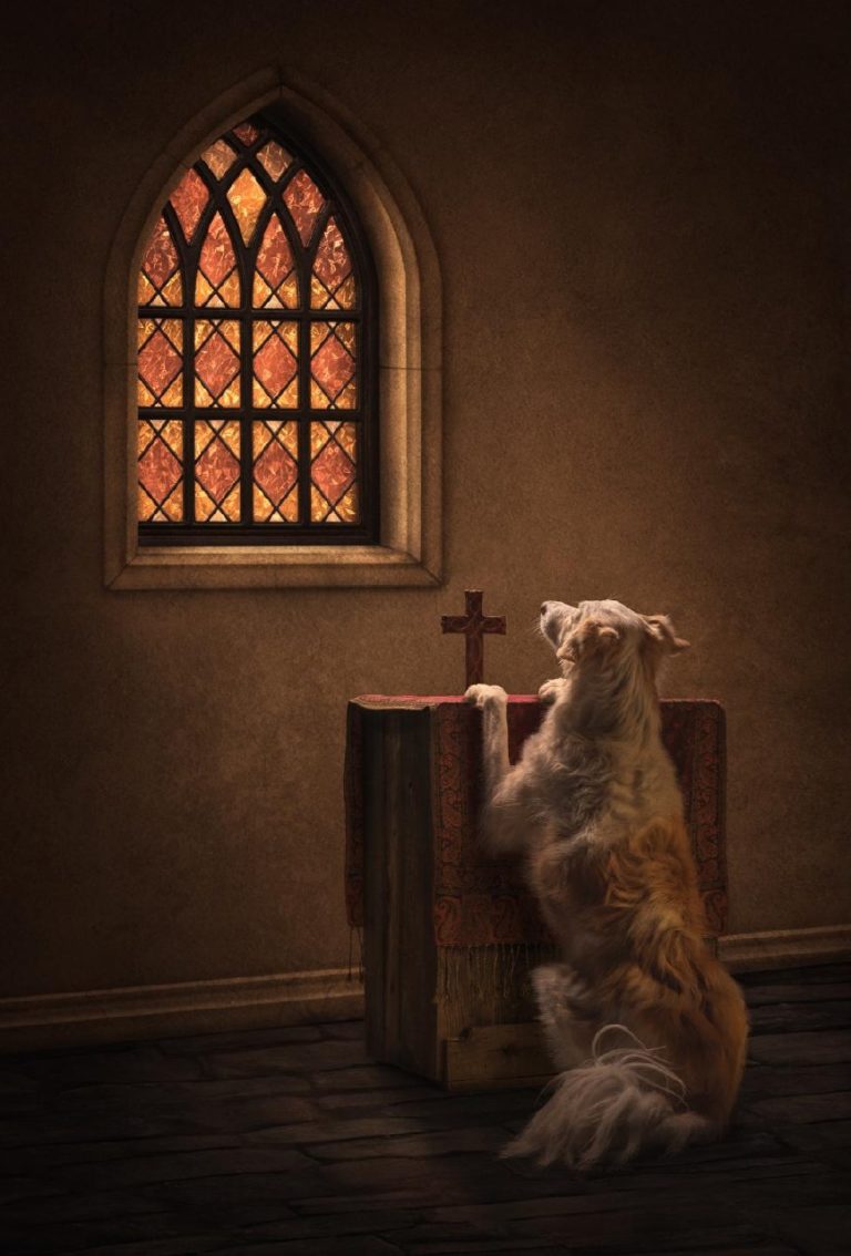 International Pet Photography Awards 2026: исторический хет-трик и пёс с ангелом и демоном