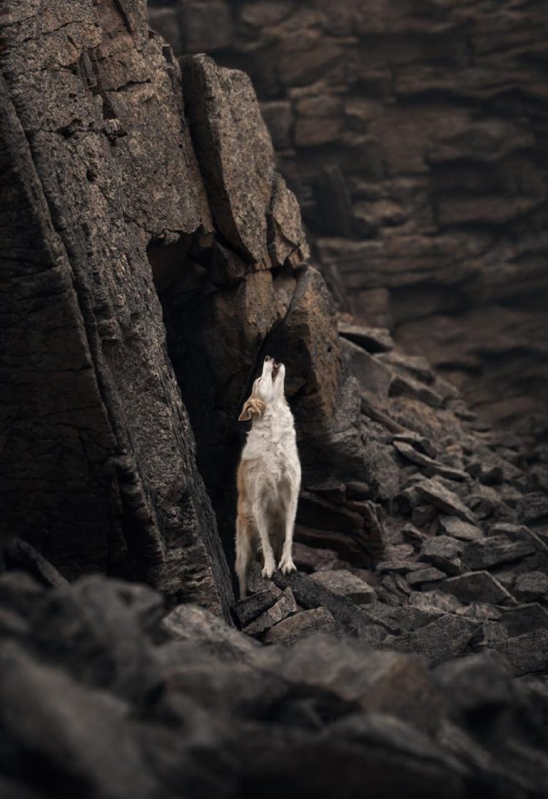 International Pet Photography Awards 2026: исторический хет-трик и пёс с ангелом и демоном — фото 2