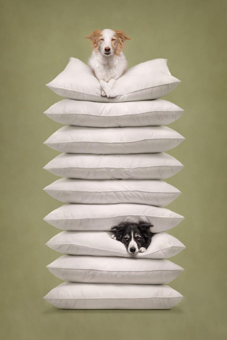 International Pet Photography Awards 2026: исторический хет-трик и пёс с ангелом и демоном — фото 3