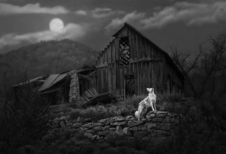 International Pet Photography Awards 2026: исторический хет-трик и пёс с ангелом и демоном — фото 4