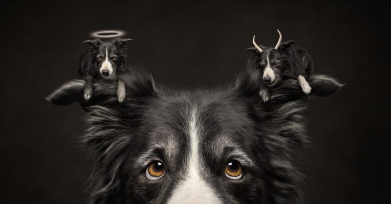 International Pet Photography Awards 2026: исторический хет-трик и пёс с ангелом и демоном — фото 5