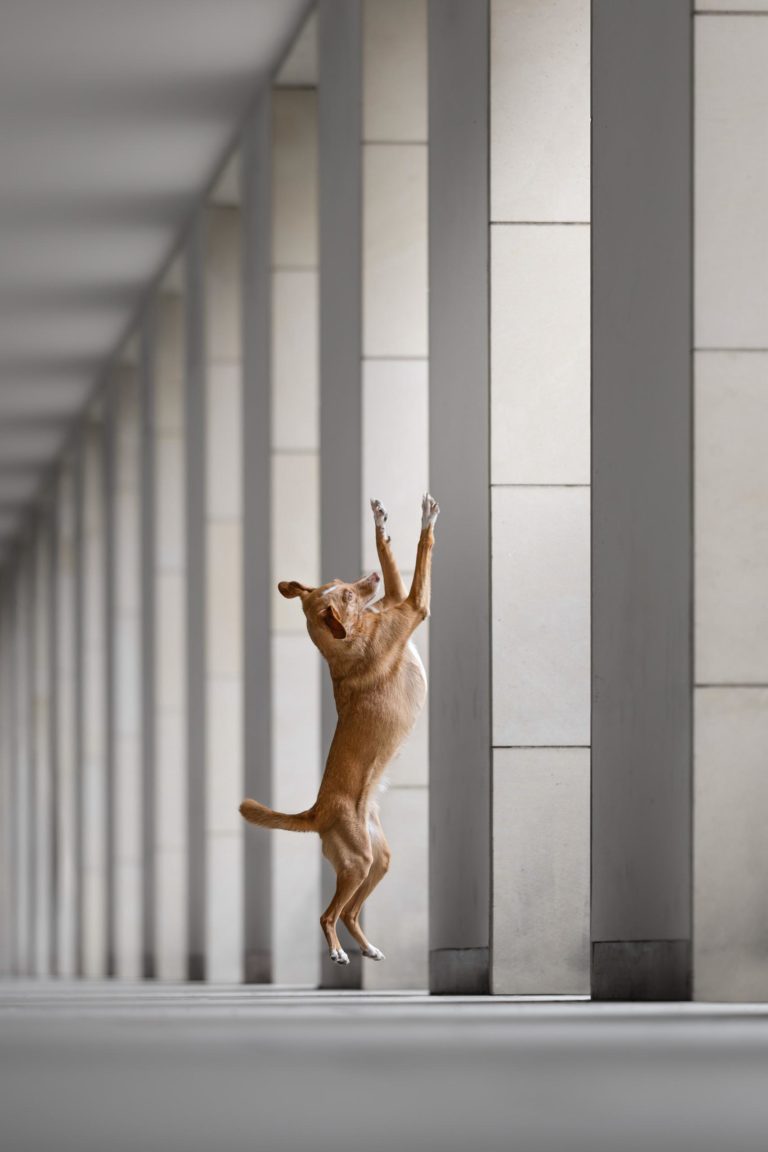 International Pet Photography Awards 2026: исторический хет-трик и пёс с ангелом и демоном — фото 6