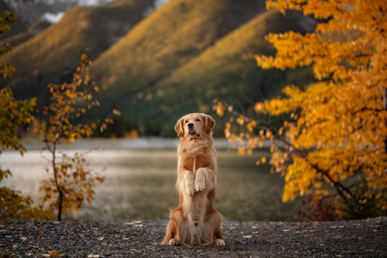 International Pet Photography Awards 2026: исторический хет-трик и пёс с ангелом и демоном — фото 7
