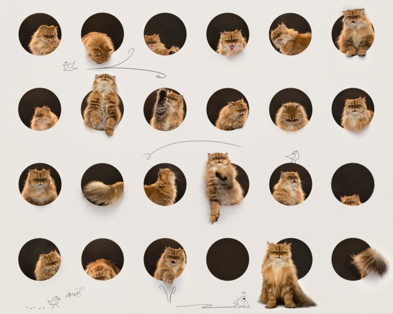 International Pet Photography Awards 2026: исторический хет-трик и пёс с ангелом и демоном — фото 9