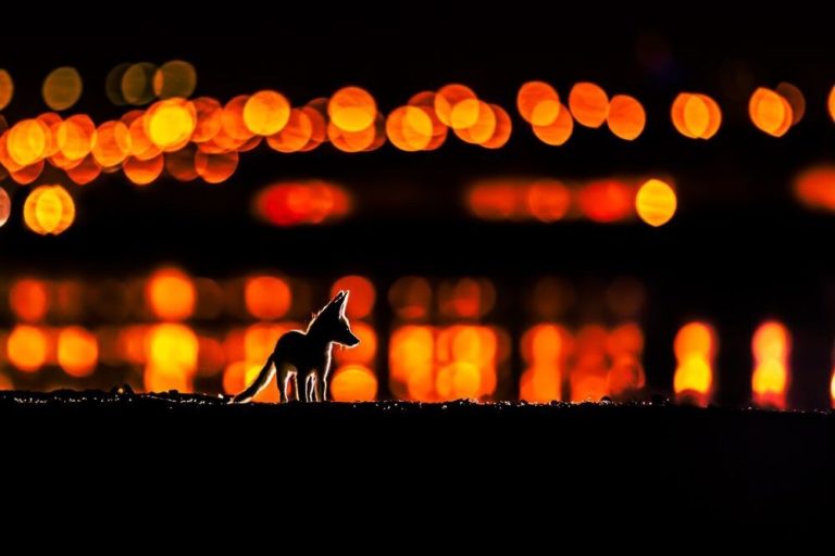Travel Photographer of the Year 2026: осталось пять дней, чтобы подать работы — фото 5