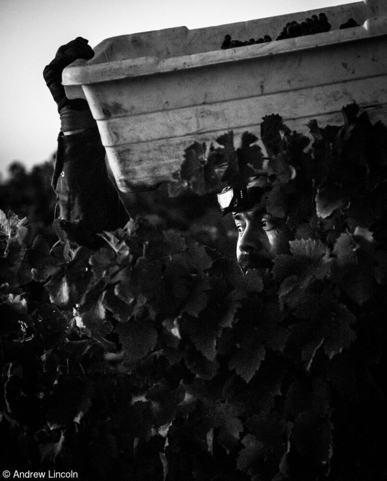 Снимок из винного чана почти без света: открыт приём на Wine Photographer of — фото 6