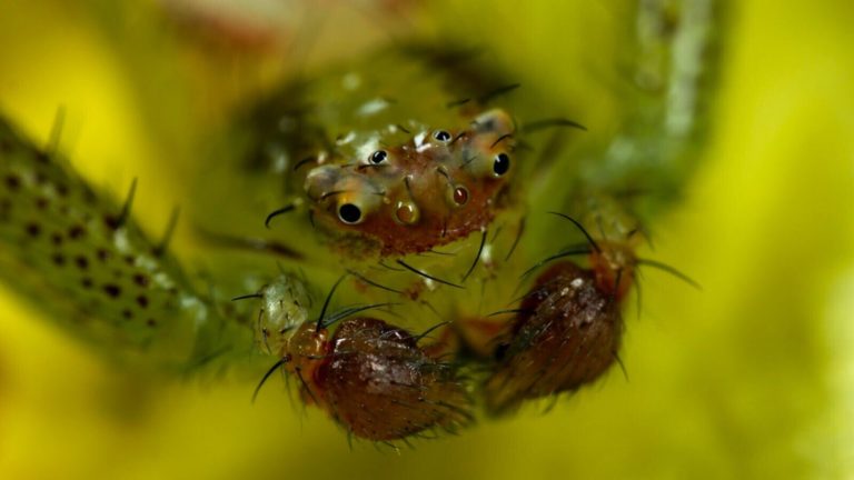 Nikon дисквалифицировала победителя конкурса микровидео Small World in Motion за ИИ — фото 7