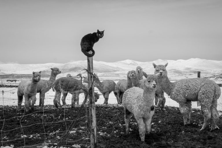 Кот-пастух и медведь в косяке лосося: лучшие кадры Nat Geo за сентябрь — фото 3