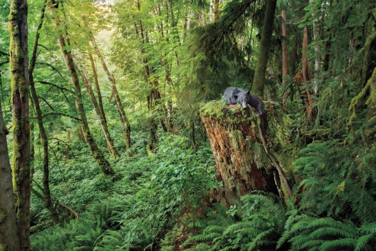 Кот-пастух и медведь в косяке лосося: лучшие кадры Nat Geo за сентябрь — фото 4