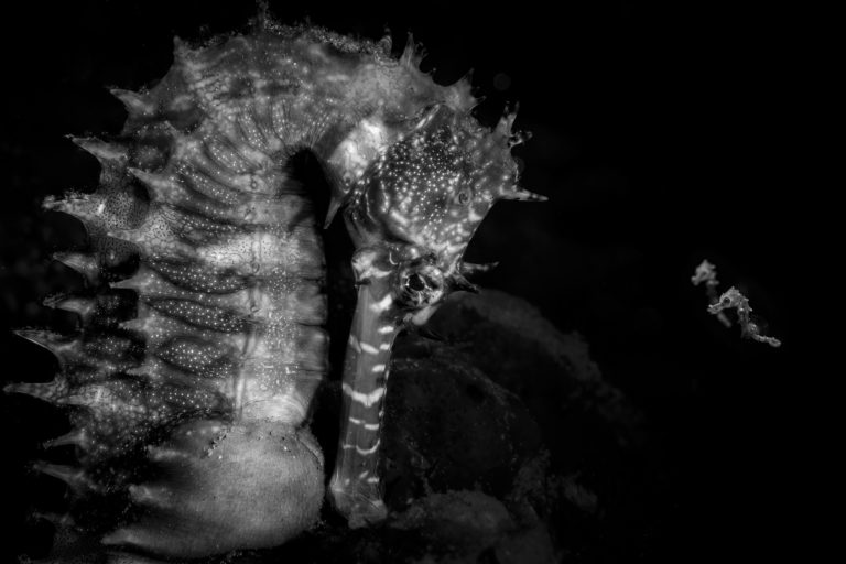 Черепаха под красным фонарём: лучшее с Ocean Photographer of the Year 2026 — фото 4