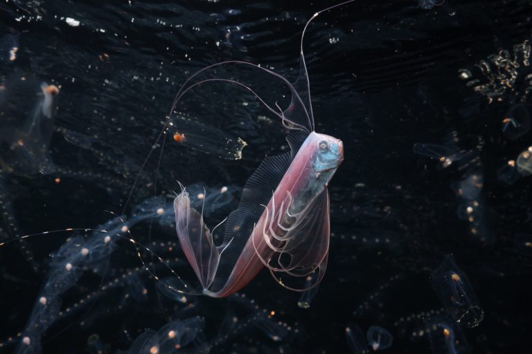 Черепаха под красным фонарём: лучшее с Ocean Photographer of the Year 2026 — фото 5