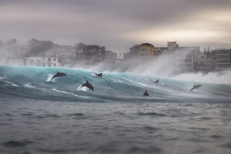 Черепаха под красным фонарём: лучшее с Ocean Photographer of the Year 2026 — фото 7