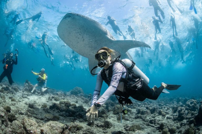 Черепаха под красным фонарём: лучшее с Ocean Photographer of the Year 2026 — фото 8