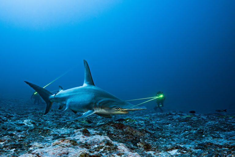 Черепаха под красным фонарём: лучшее с Ocean Photographer of the Year 2026 — фото 9