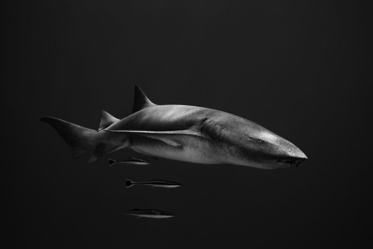 Черепаха под красным фонарём: лучшее с Ocean Photographer of the Year 2026 — фото 10
