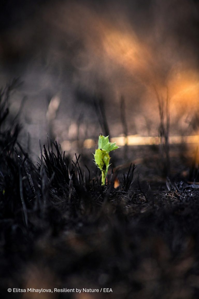 Птица в трубе с мусором и куница среди бетона: итоги фотоконкурса EEA Resilient by Nature — фото 3