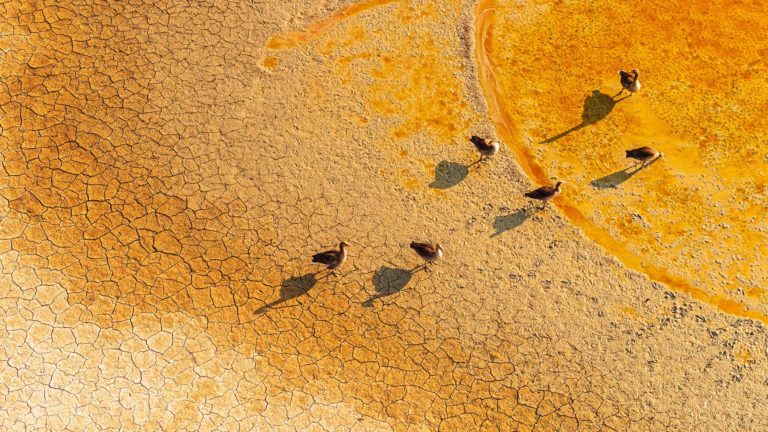Птица в трубе с мусором и куница среди бетона: итоги фотоконкурса EEA Resilient by Nature — фото 10