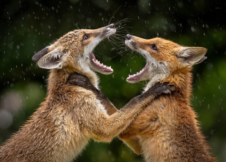LCE Photographer of the Year 2027: бесплатный конкурс для фотографов со всего мира — фото 2