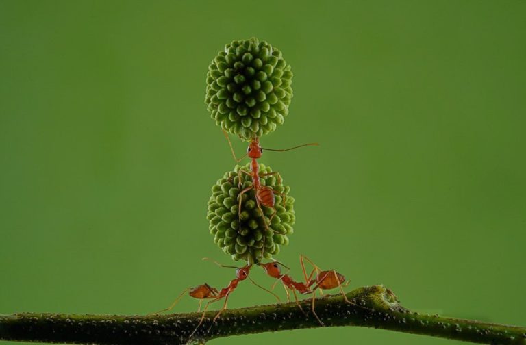 LCE Photographer of the Year 2027: бесплатный конкурс для фотографов со всего мира — фото 3