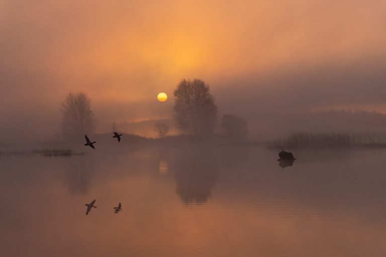 Дерево из приливных протоков и бокс 1981 года: открыт приём на Photora Awards 2026 — фото 10