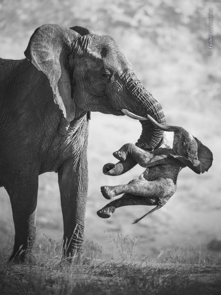 Впервые оба главных кадра чёрно-белые: итоги Wildlife Photographer of the Year 2026