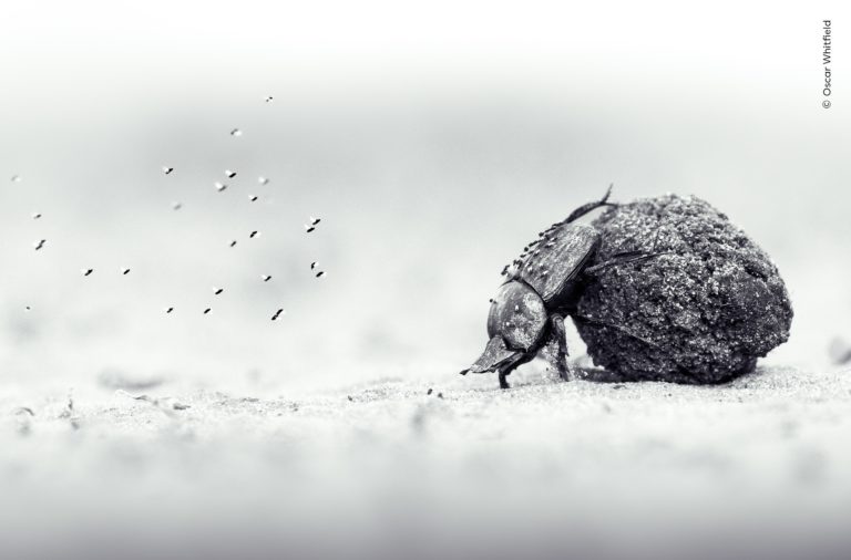 Впервые оба главных кадра чёрно-белые: итоги Wildlife Photographer of the Year 2026 — фото 2