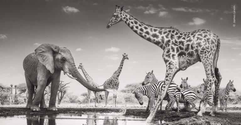 Впервые оба главных кадра чёрно-белые: итоги Wildlife Photographer of the Year 2026 — фото 4