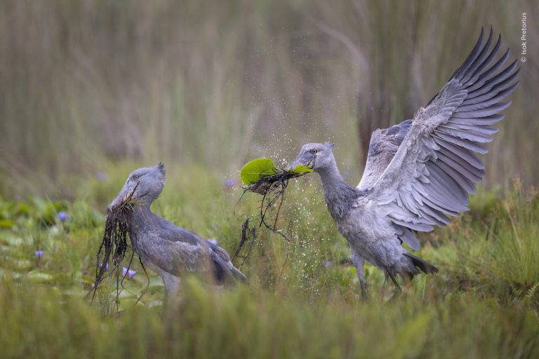 Впервые оба главных кадра чёрно-белые: итоги Wildlife Photographer of the Year 2026 — фото 5