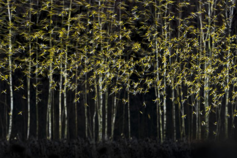 Впервые оба главных кадра чёрно-белые: итоги Wildlife Photographer of the Year 2026 — фото 6