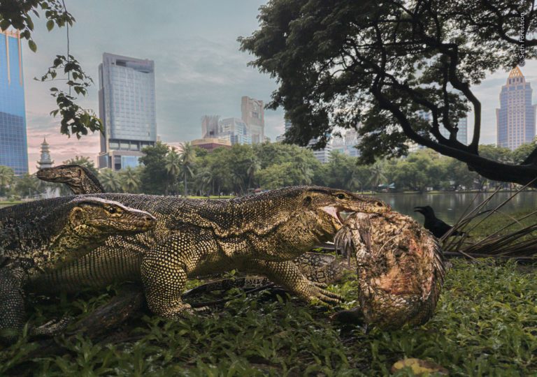 Впервые оба главных кадра чёрно-белые: итоги Wildlife Photographer of the Year 2026 — фото 7