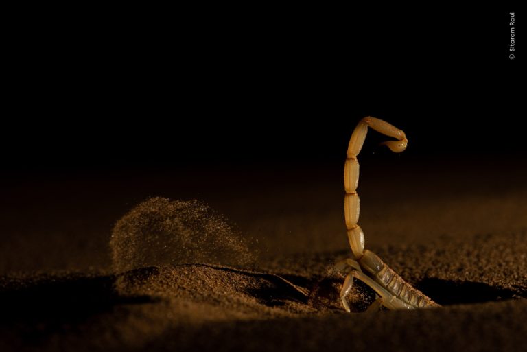 Впервые оба главных кадра чёрно-белые: итоги Wildlife Photographer of the Year 2026 — фото 9