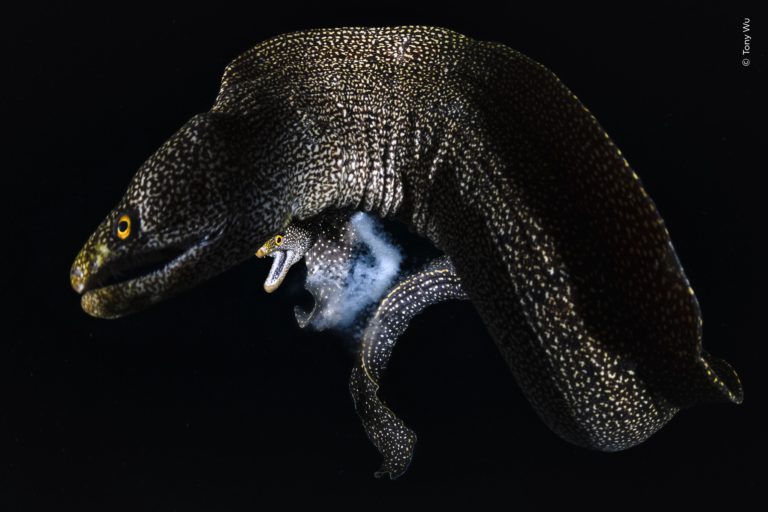 Впервые оба главных кадра чёрно-белые: итоги Wildlife Photographer of the Year 2026 — фото 10