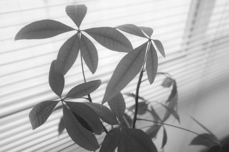 Скрытые ч/б-режимы GR IV Monochrome нашлись в прошивке обычной Ricoh GR IV — фото 4