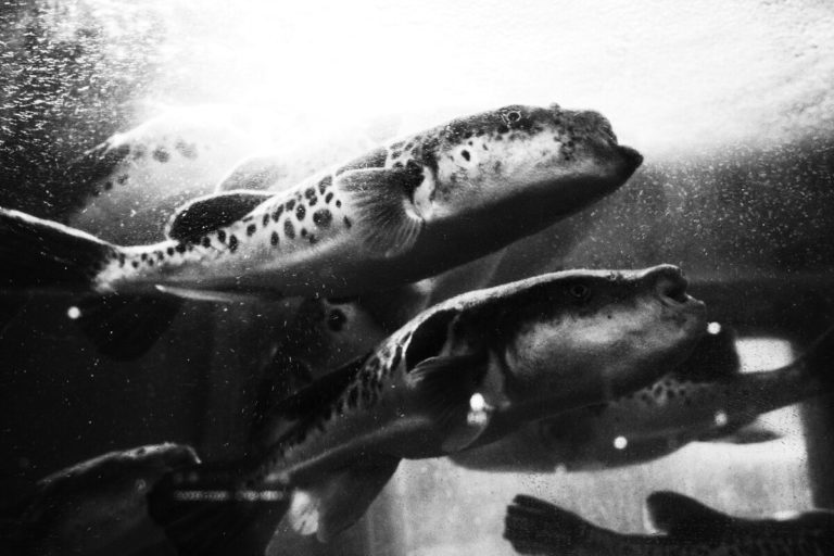 Скрытые ч/б-режимы GR IV Monochrome нашлись в прошивке обычной Ricoh GR IV — фото 5