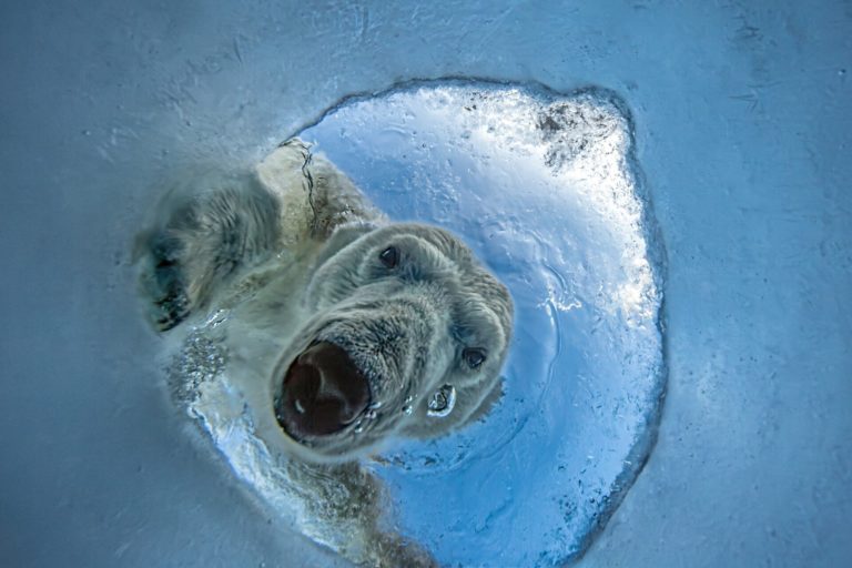 «Кошмар тюленя» и двойная победа юной россиянки: итоги фотоконкурса OurNature 2026