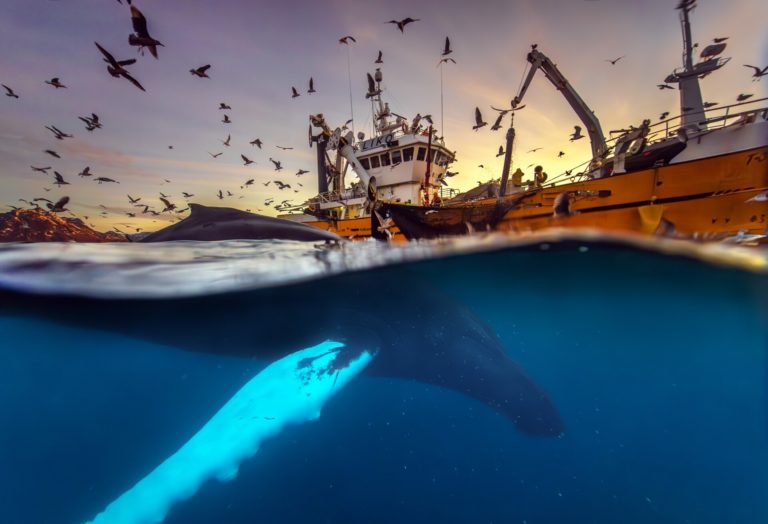«Кошмар тюленя» и двойная победа юной россиянки: итоги фотоконкурса OurNature 2026 — фото 4