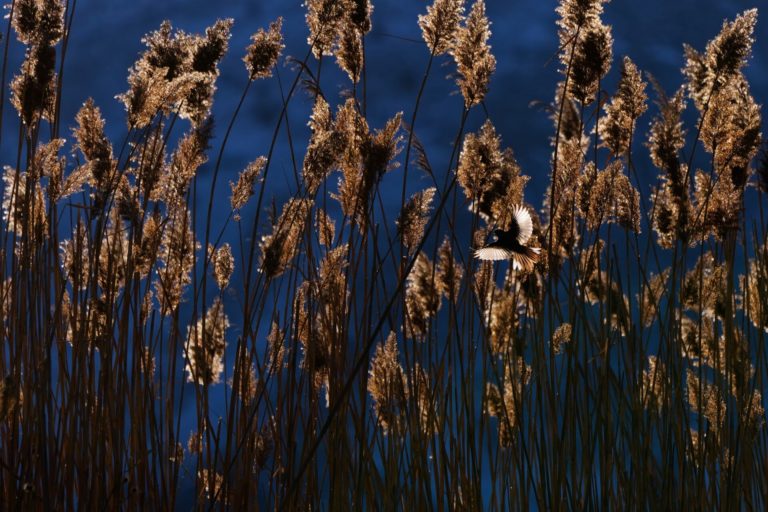 «Кошмар тюленя» и двойная победа юной россиянки: итоги фотоконкурса OurNature 2026 — фото 5