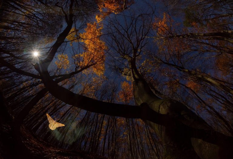 «Кошмар тюленя» и двойная победа юной россиянки: итоги фотоконкурса OurNature 2026 — фото 7