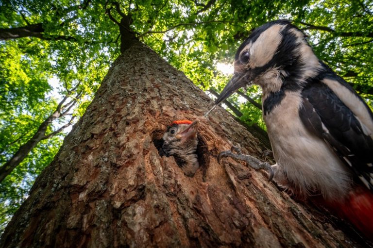 «Кошмар тюленя» и двойная победа юной россиянки: итоги фотоконкурса OurNature 2026 — фото 9