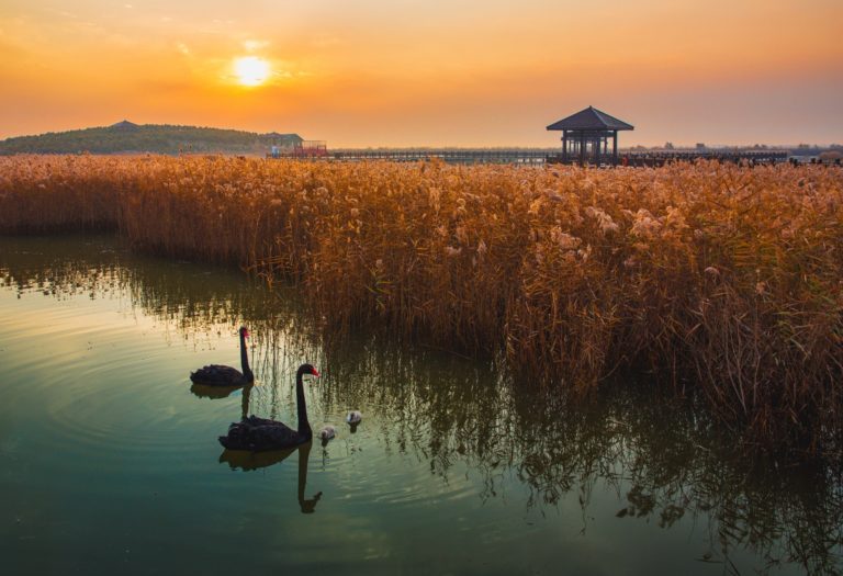 Рыбаки Инле и чёрные лебеди: 2026 Nandagang International Wetland Photo Contest — фото 2