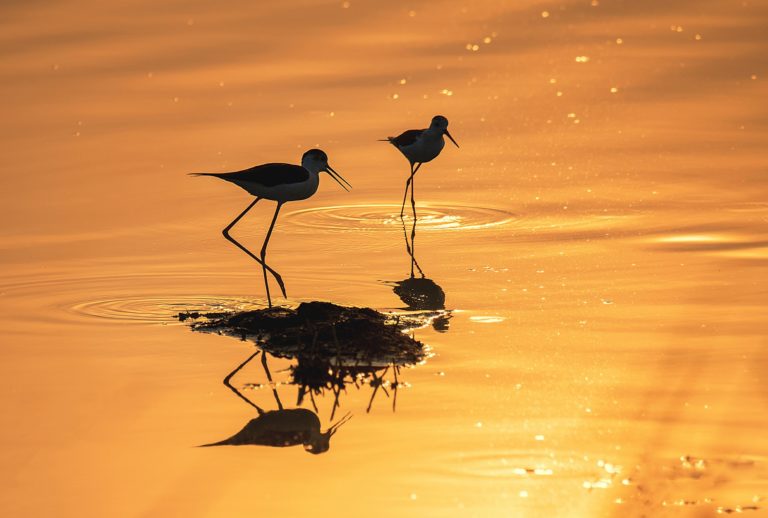 Рыбаки Инле и чёрные лебеди: 2026 Nandagang International Wetland Photo Contest — фото 7