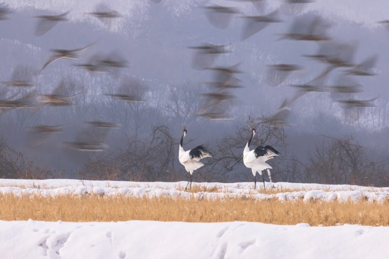 Рыбаки Инле и чёрные лебеди: 2026 Nandagang International Wetland Photo Contest — фото 9