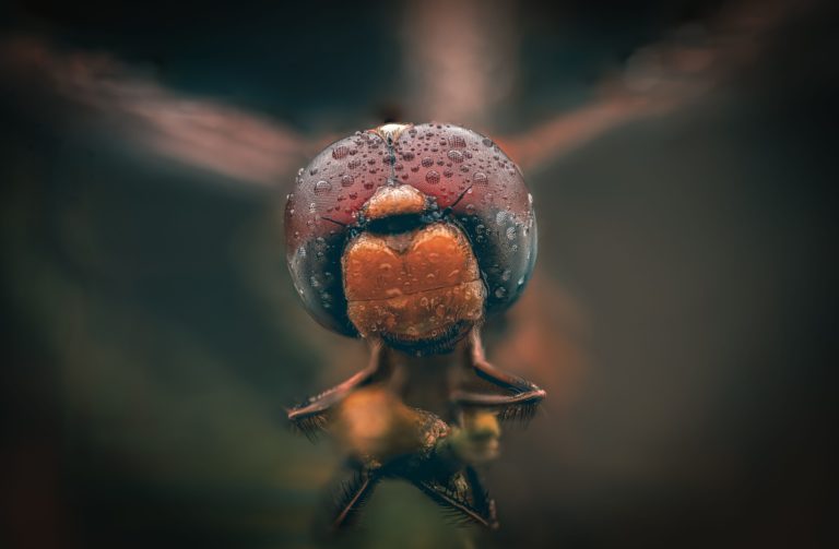 Sony World Photography Awards 2027: до закрытия студенческого конкурса — чуть больше месяца — фото 9