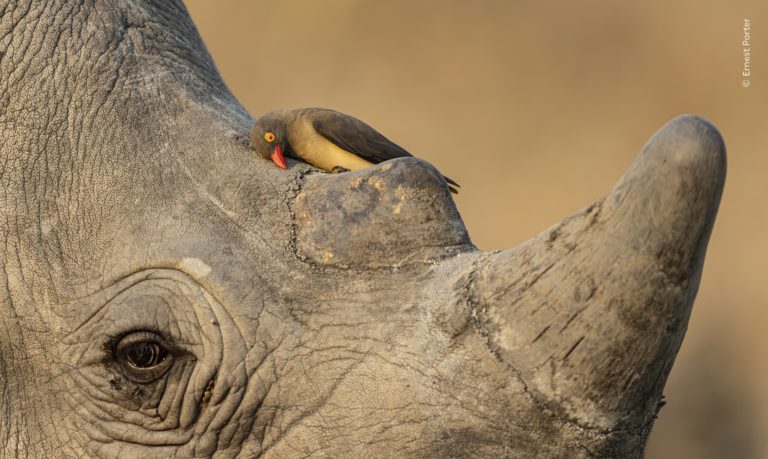 «Охранник носорога» и тукан-воришка: отмеченные кадры Wildlife Photographer of the Year 2026
