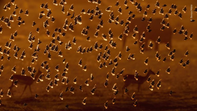 «Охранник носорога» и тукан-воришка: отмеченные кадры Wildlife Photographer of the Year 2026 — фото 4