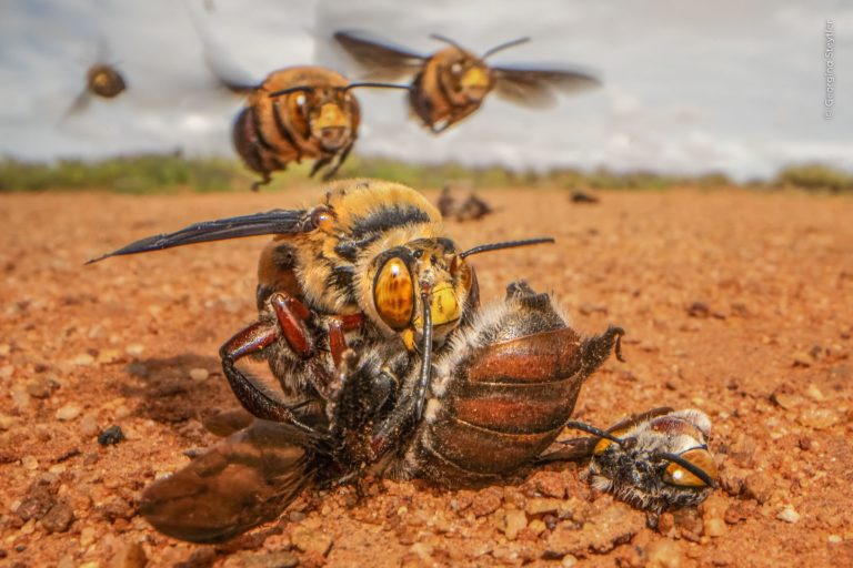 «Охранник носорога» и тукан-воришка: отмеченные кадры Wildlife Photographer of the Year 2026 — фото 7