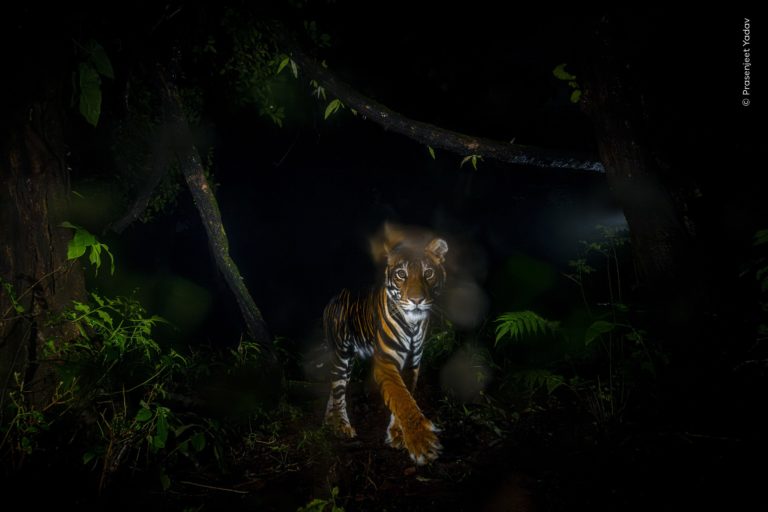 «Охранник носорога» и тукан-воришка: отмеченные кадры Wildlife Photographer of the Year 2026 — фото 9