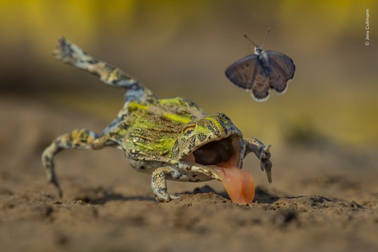 «Охранник носорога» и тукан-воришка: отмеченные кадры Wildlife Photographer of the Year 2026 — фото 10