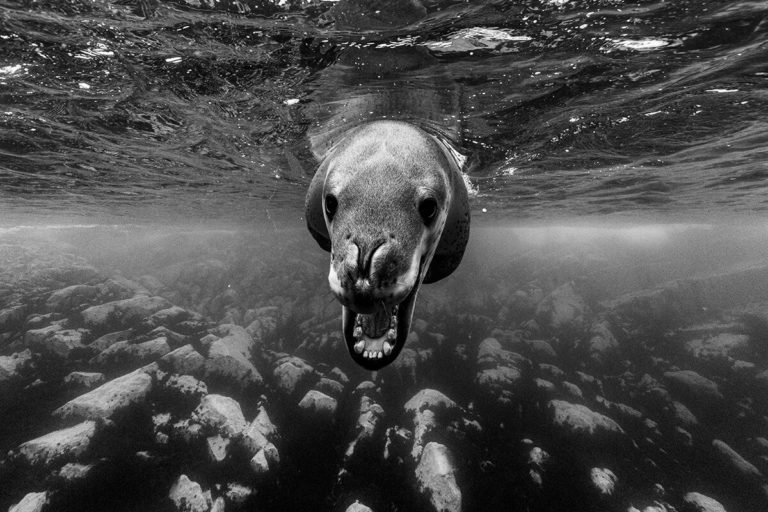 Monochrome Awards 2026: $3000 за чёрно-белые снимки, приём работ до 15 ноября — фото 6