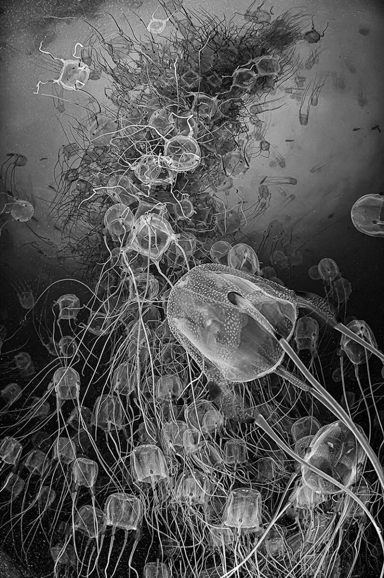 Monochrome Awards 2026: $3000 за чёрно-белые снимки, приём работ до 15 ноября — фото 9